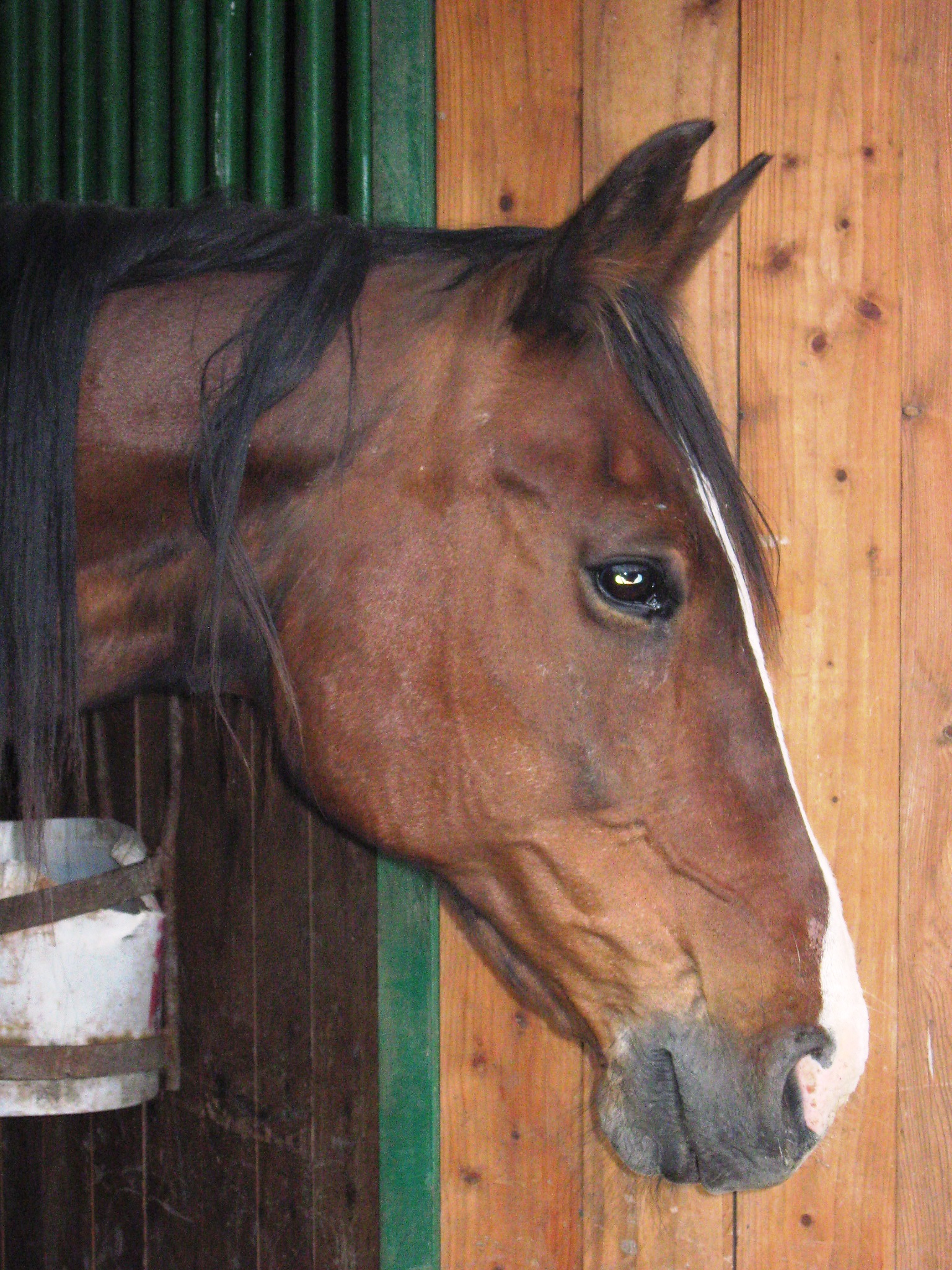 Casta jun 2010 017.jpg