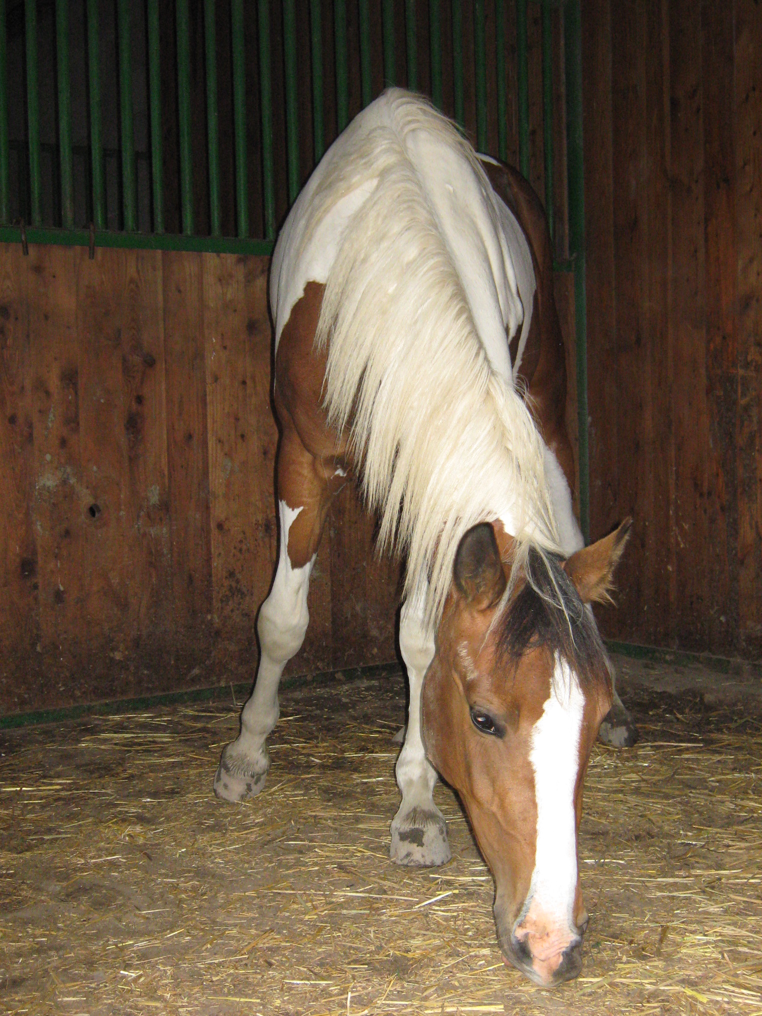 Casta jun 2010 019.jpg
