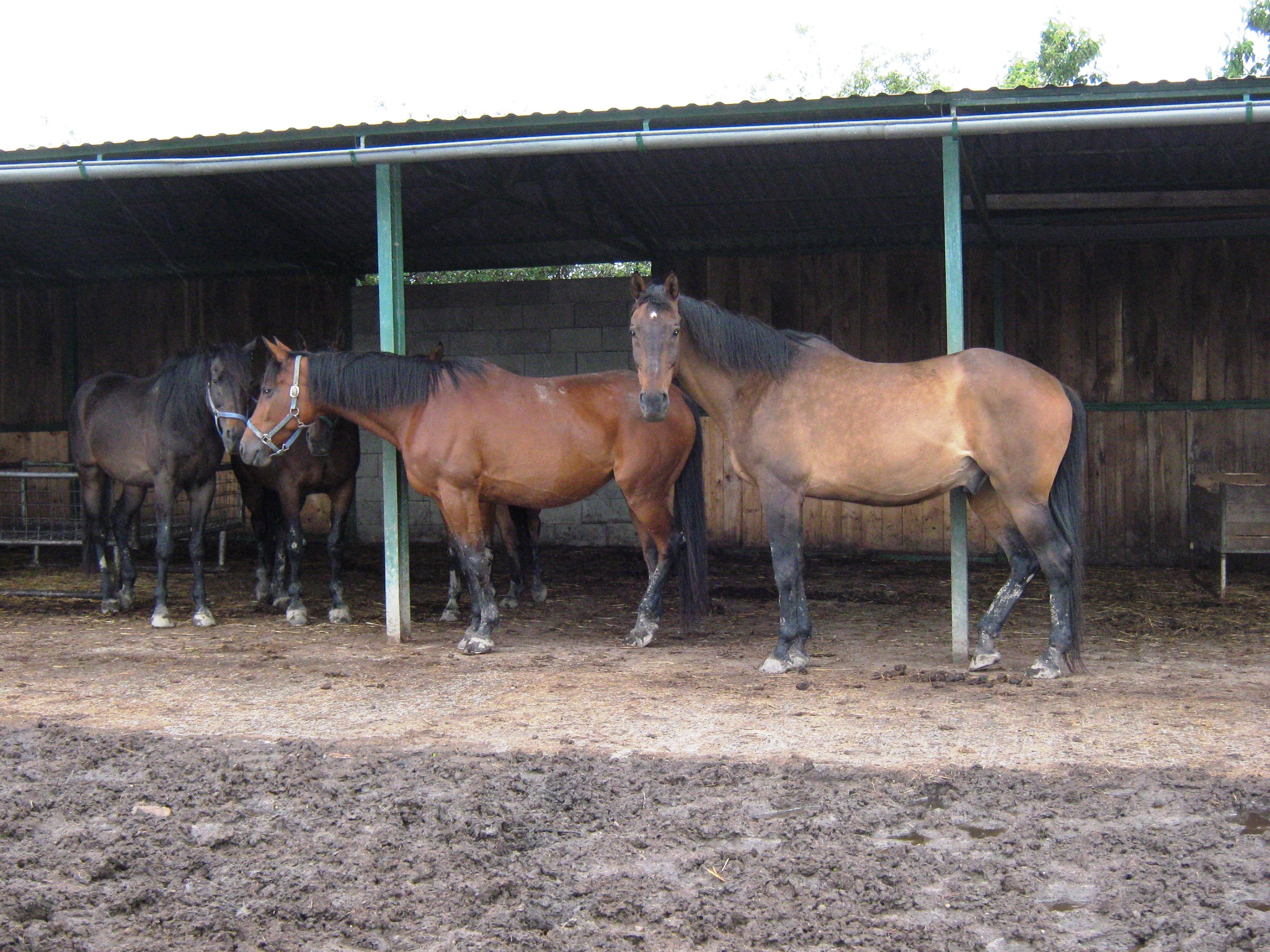 Casta jun 2010 023.jpg