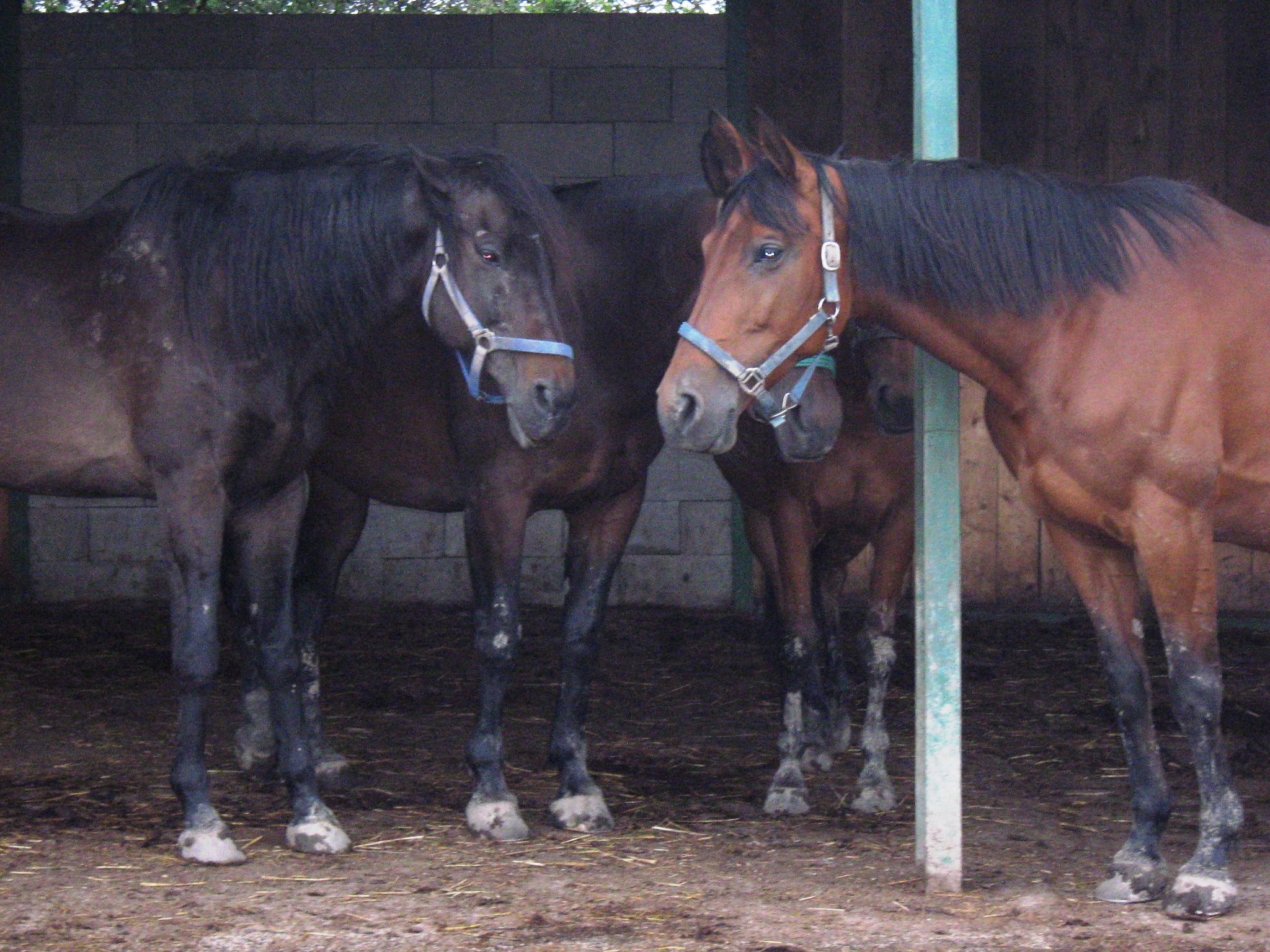 Casta jun 2010 025.jpg
