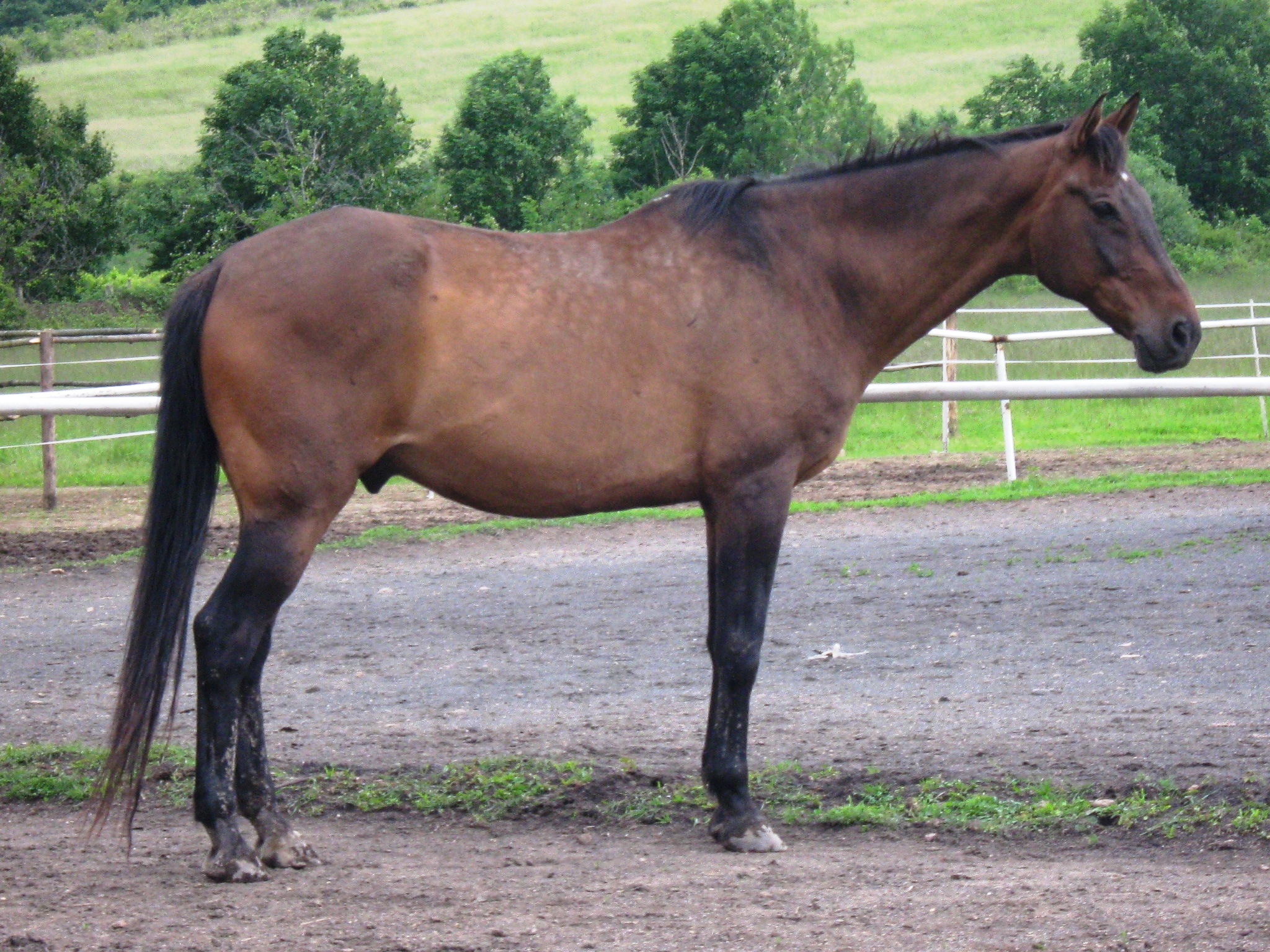 Casta jun 2010 003.jpg