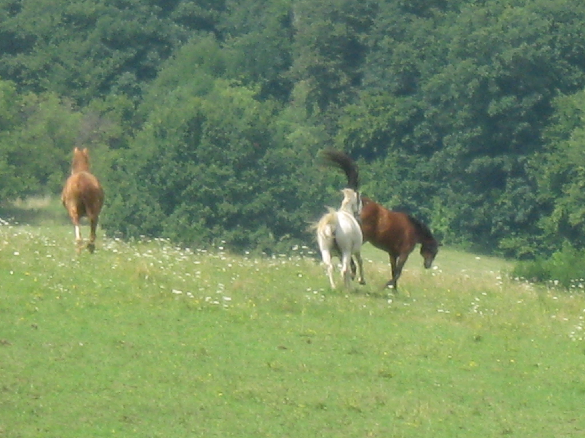 jablonka-jul-2010-290