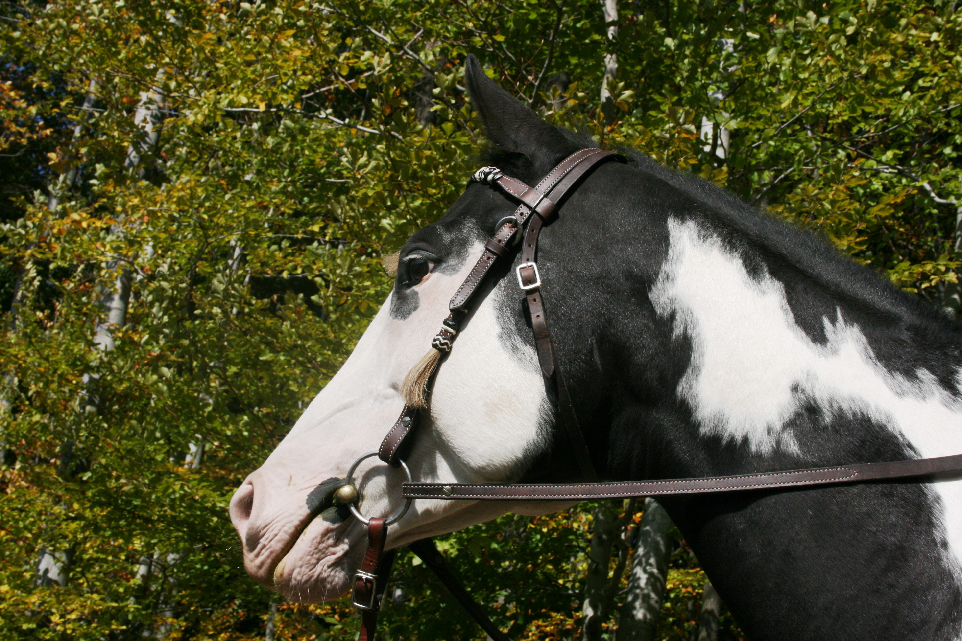 vylet Vajnory oktober 2009 009.jpg
