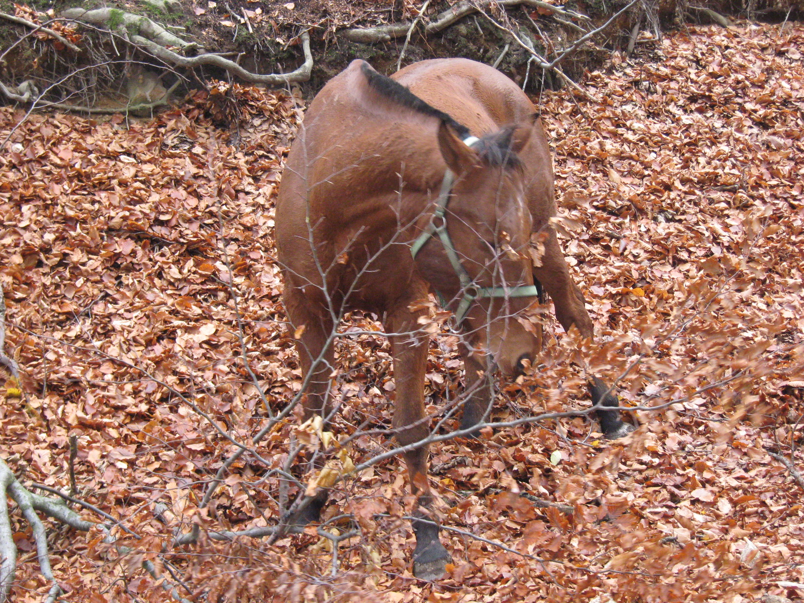 november 2009 005.jpg