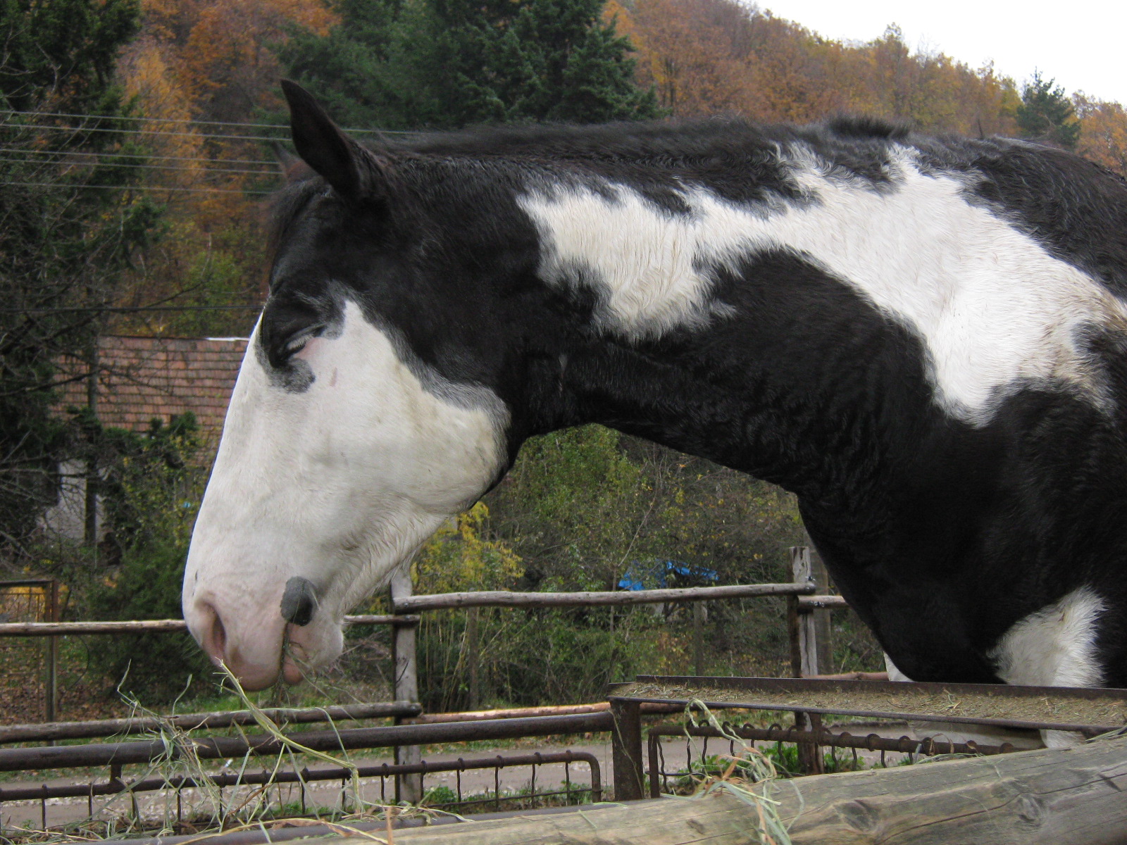 november 2009 008.jpg