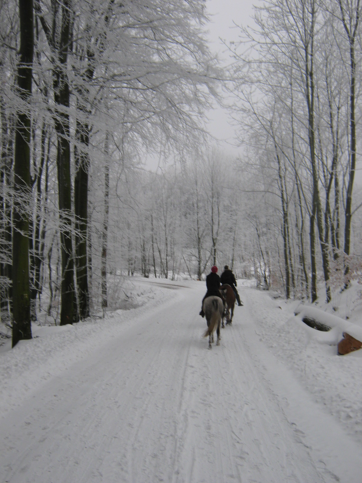 januar 2010 036.jpg