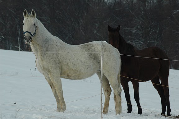 DSC_4021.JPG