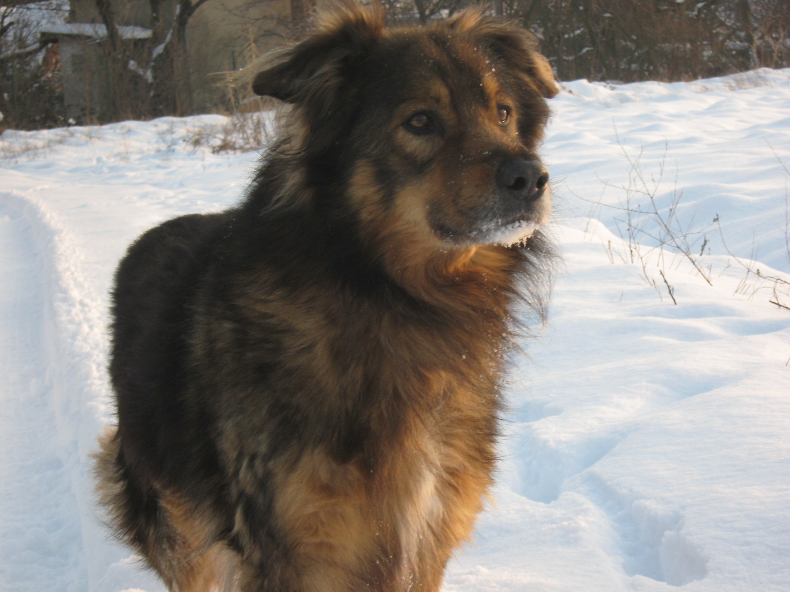 januar 2010 004.jpg