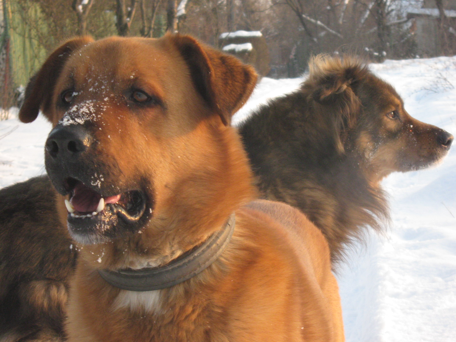 januar 2010 009.jpg