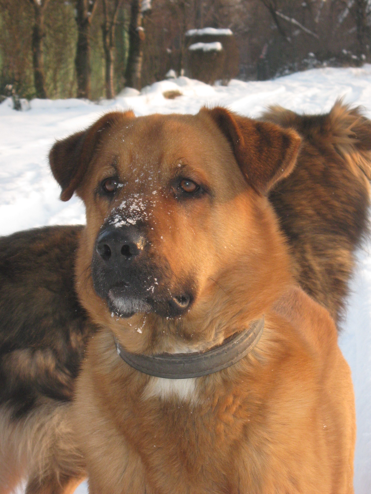 januar 2010 010.jpg