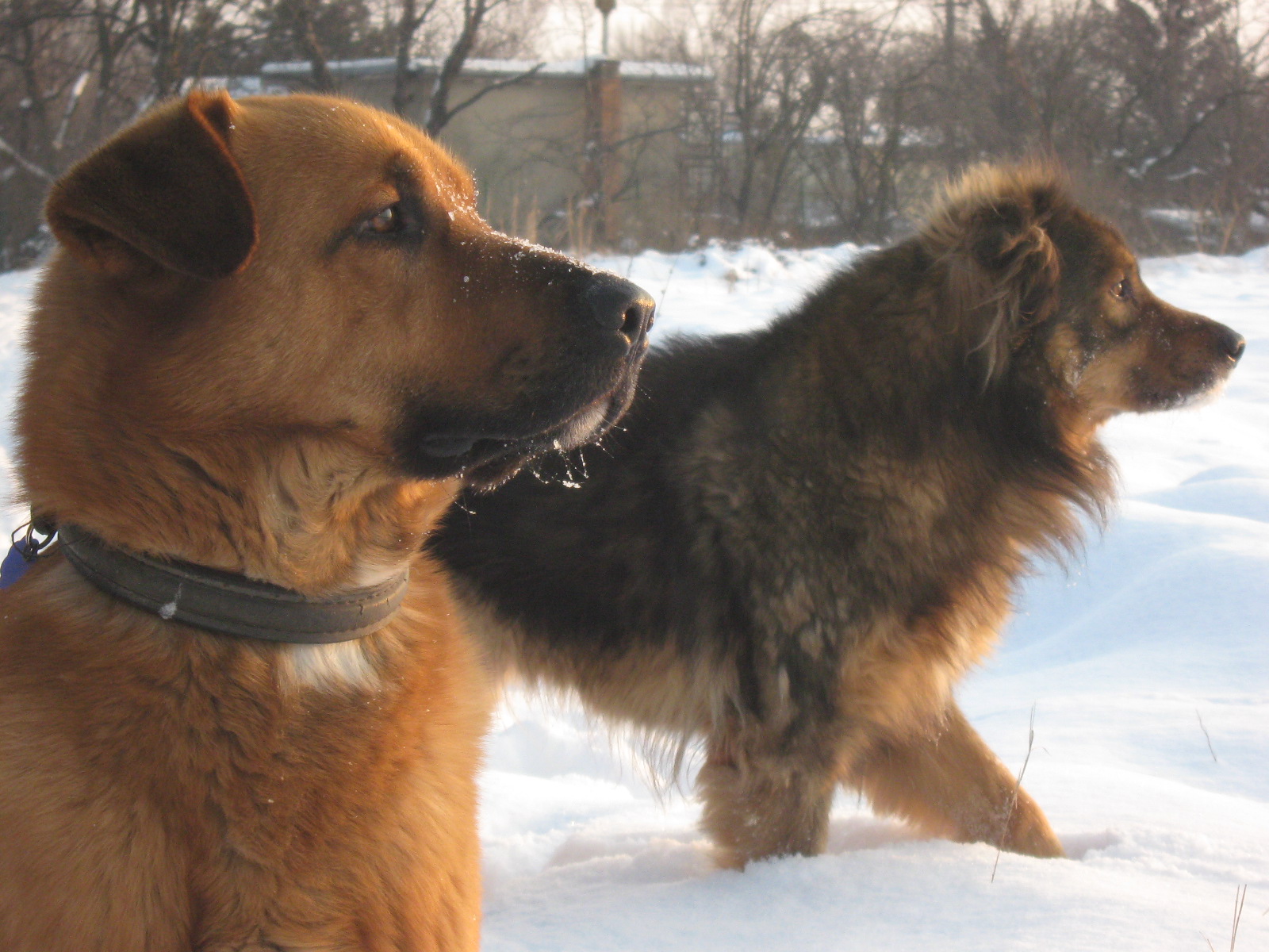 januar 2010 011.jpg