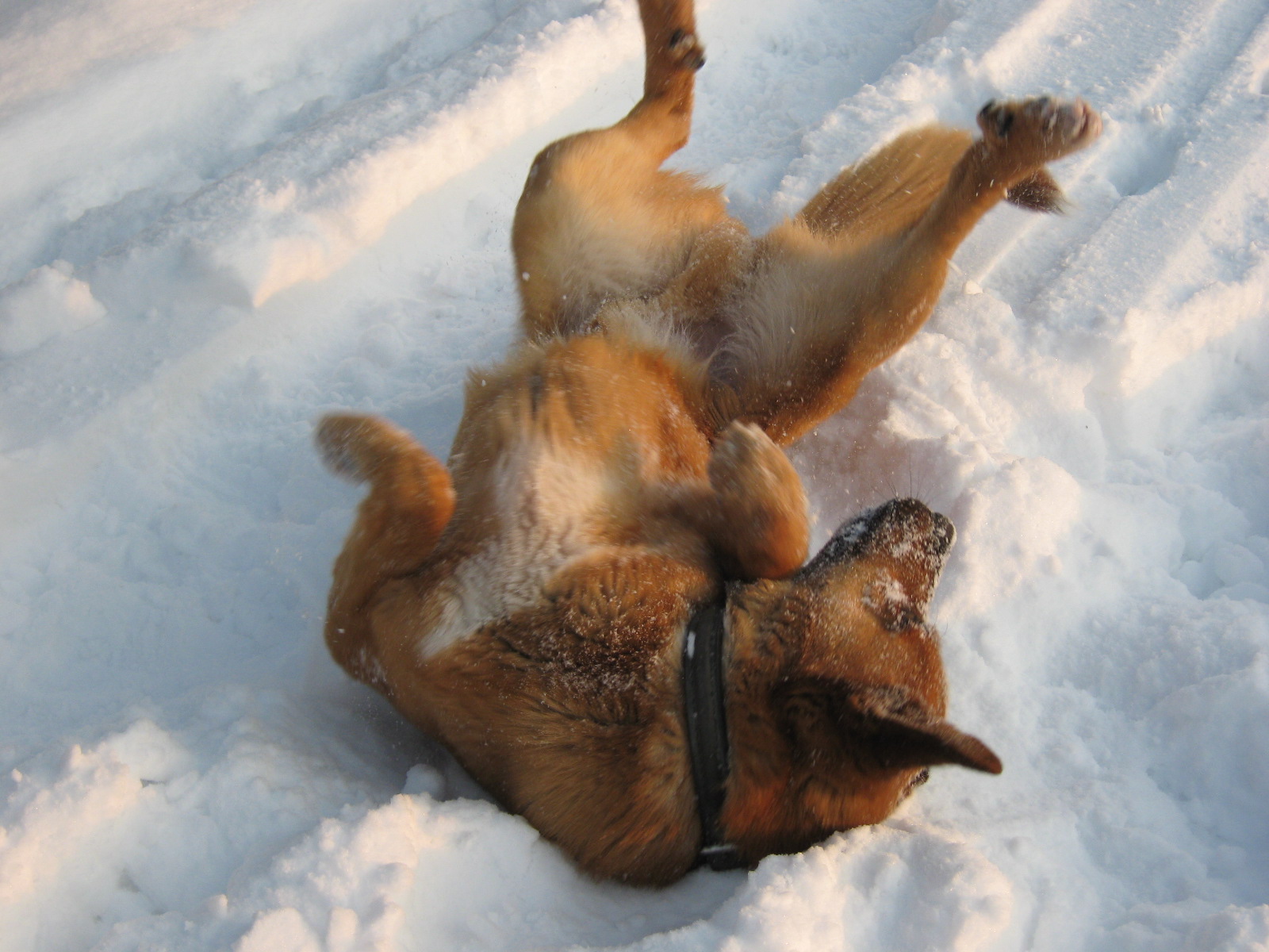 januar 2010 014.jpg