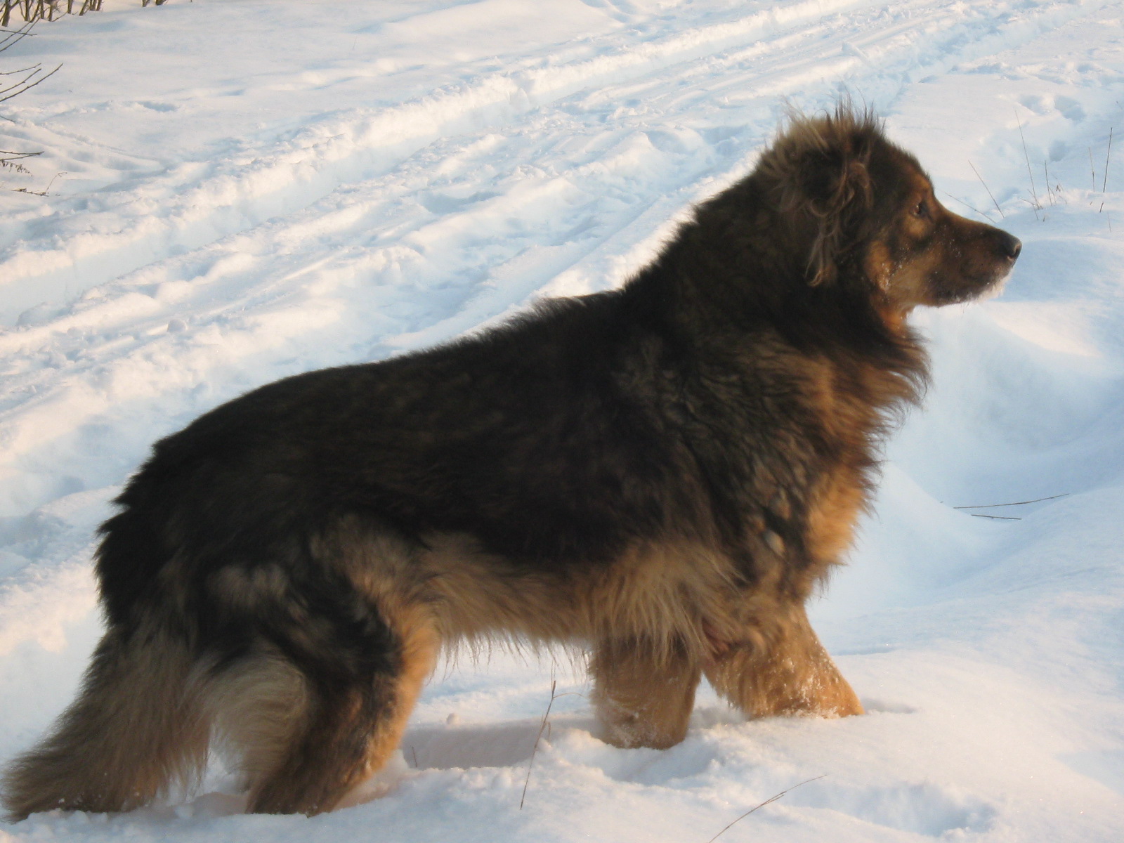 januar 2010 017.jpg