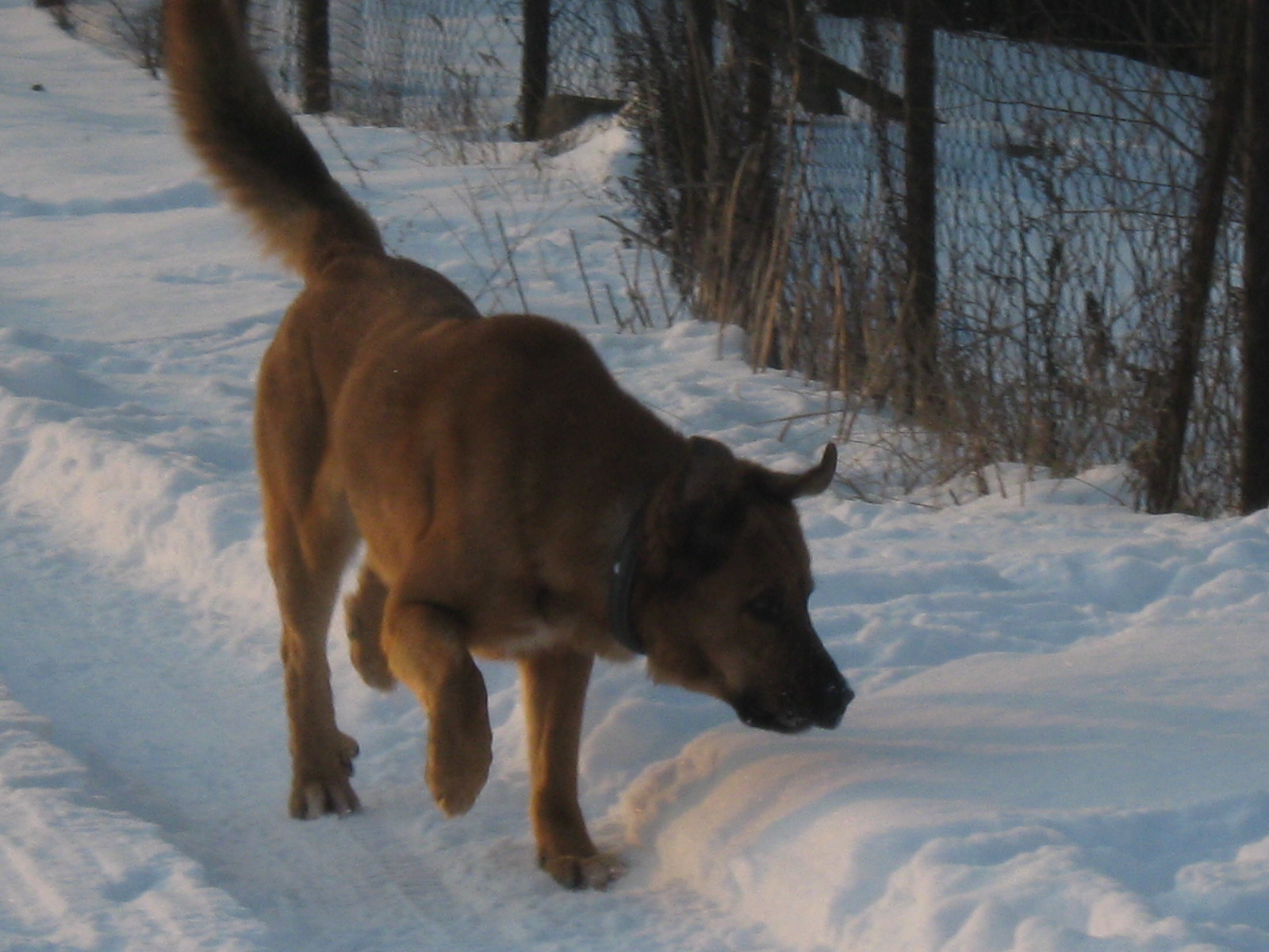 januar 2010 020.jpg