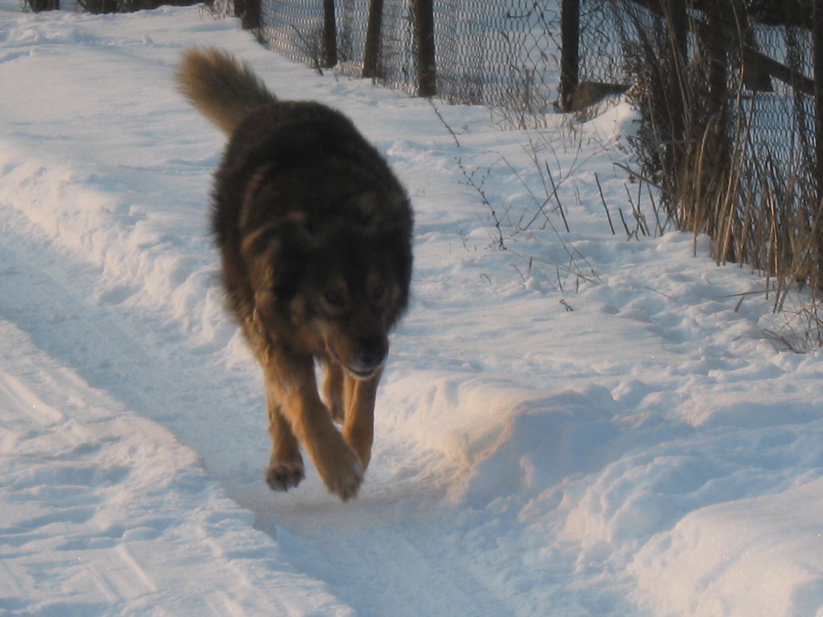 januar 2010 021.jpg