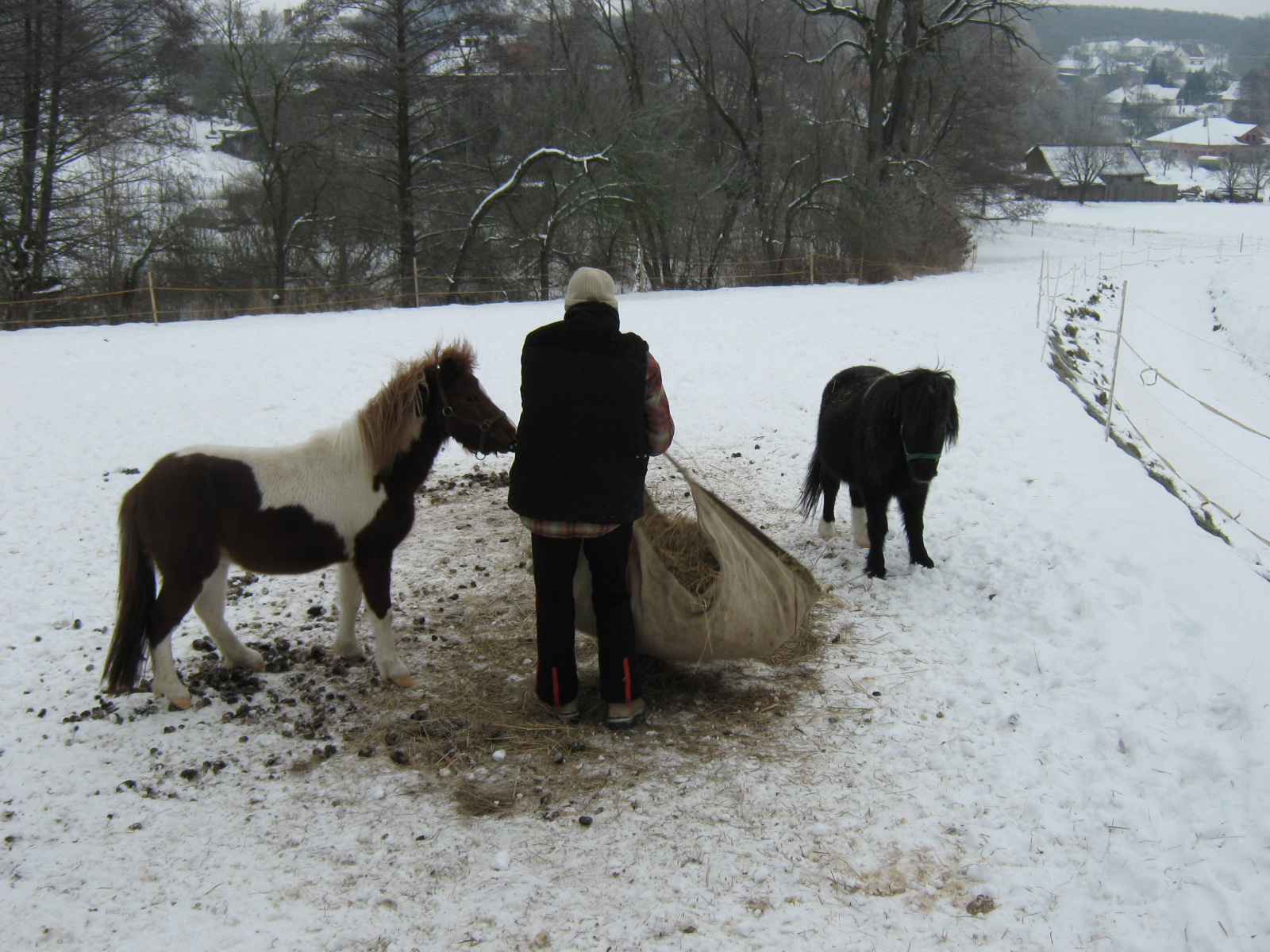 Jablonka-januar 2010 011.jpg
