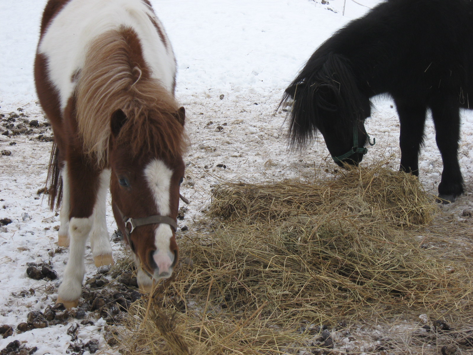 Jablonka-januar 2010 014.jpg