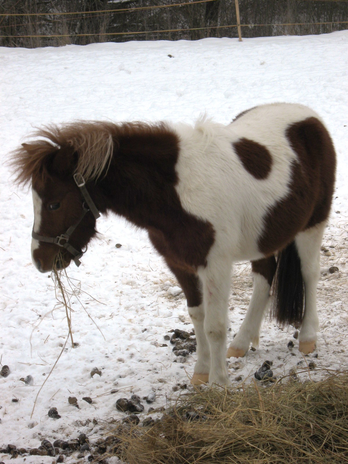 Jablonka-januar 2010 012.jpg