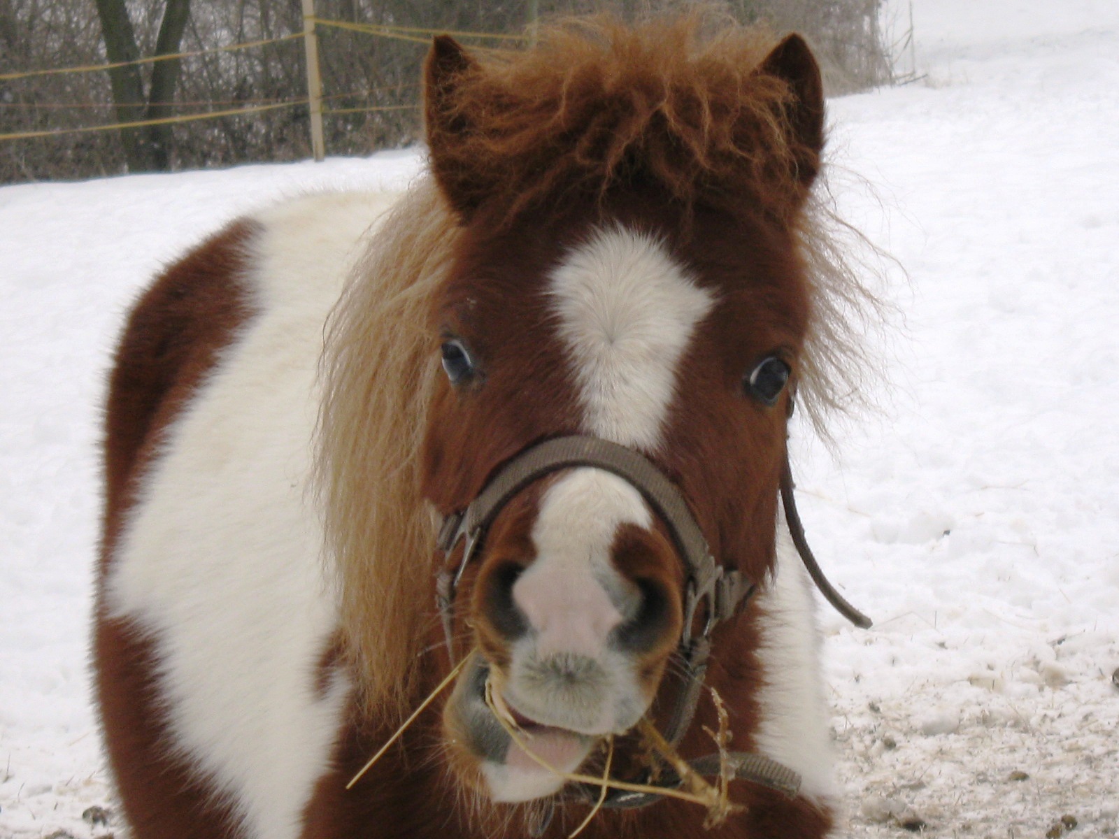 Jablonka-januar 2010 016.jpg