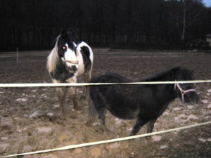 Obrazek