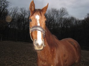 Obrazek