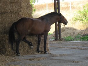 Obrazek