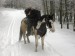 januar 2010 022.jpg