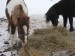 Jablonka-januar 2010 014.jpg