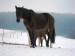 Jablonka-januar 2010 018.jpg
