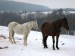 Jablonka-januar 2010 021.jpg